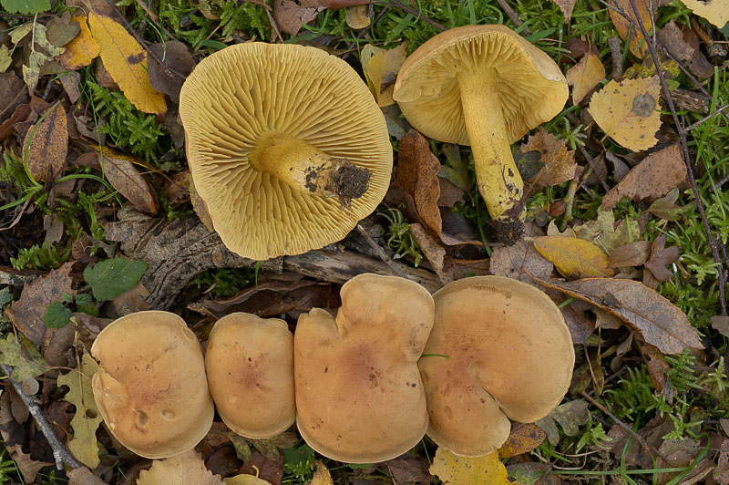 Tricholoma sulphureum